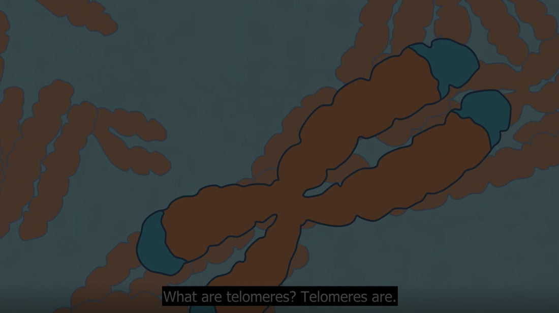 What are telomeres?